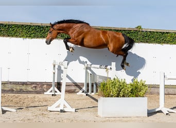 Caballo de Holstein, Yegua, 6 años, 165 cm, Castaño