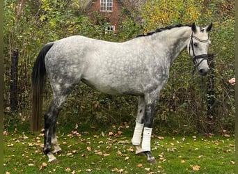 Caballo de Holstein, Yegua, 6 años, 165 cm, Tordo