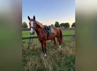 Caballo de Holstein, Yegua, 6 años, 166 cm, Alazán