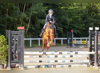 Caballo de Holstein, Yegua, 6 años, 166 cm, Alazán-tostado