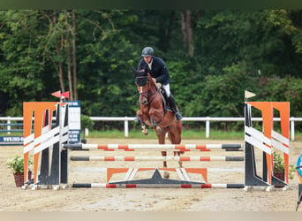 Caballo de Holstein, Yegua, 6 años, 166 cm, Alazán-tostado