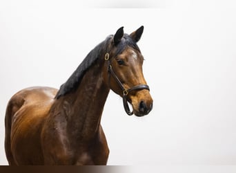 Caballo de Holstein, Yegua, 6 años, 166 cm
