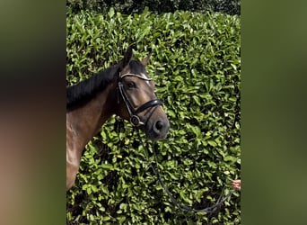 Caballo de Holstein, Yegua, 6 años, 166 cm, Castaño oscuro