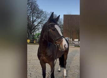 Caballo de Holstein, Yegua, 6 años, 166 cm, Castaño oscuro