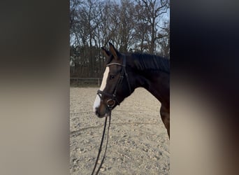 Caballo de Holstein, Yegua, 6 años, 166 cm, Castaño oscuro