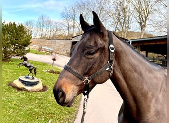 Caballo de Holstein, Yegua, 6 años, 166 cm, Morcillo