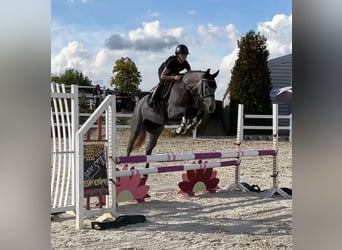 Caballo de Holstein, Yegua, 6 años, 166 cm, Tordo