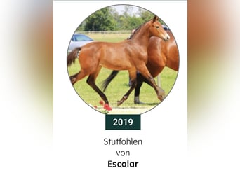 Caballo de Holstein, Yegua, 6 años, 167 cm, Castaño
