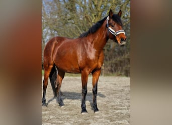 Caballo de Holstein, Yegua, 6 años, 167 cm, Castaño