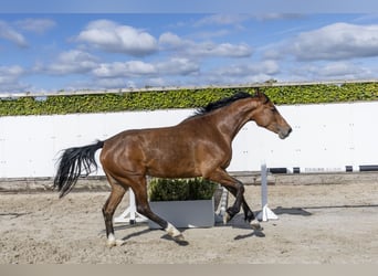 Caballo de Holstein, Yegua, 6 años, 167 cm, Castaño