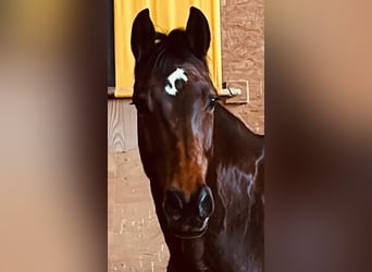 Caballo de Holstein, Yegua, 6 años, 167 cm, Castaño oscuro