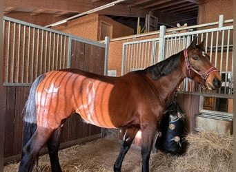 Caballo de Holstein, Yegua, 6 años, 167 cm, Castaño oscuro