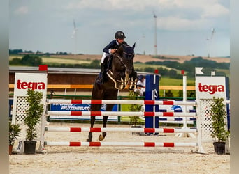 Caballo de Holstein, Yegua, 6 años, 167 cm, Negro