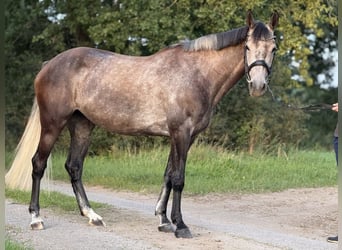 Caballo de Holstein, Yegua, 6 años, 167 cm, Tordo
