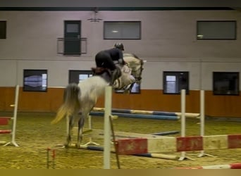 Caballo de Holstein, Yegua, 6 años, 167 cm, Tordo