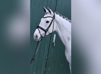 Caballo de Holstein, Yegua, 6 años, 167 cm, Tordo