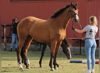 Caballo de Holstein, Yegua, 6 años, 168 cm, Castaño