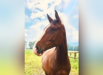 Caballo de Holstein, Yegua, 6 años, 168 cm, Castaño