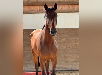Caballo de Holstein, Yegua, 6 años, 168 cm, Castaño