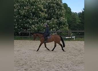 Caballo de Holstein, Yegua, 6 años, 168 cm, Castaño