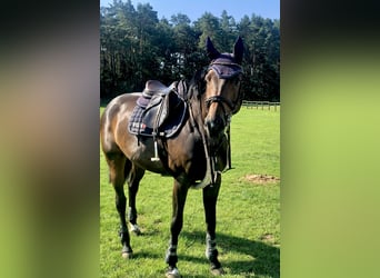 Caballo de Holstein, Yegua, 6 años, 168 cm, Castaño oscuro