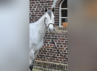 Caballo de Holstein, Yegua, 6 años, 168 cm, Tordo