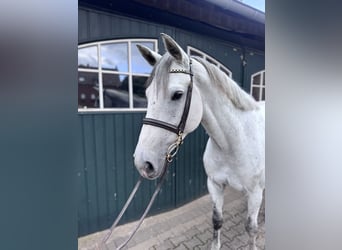 Caballo de Holstein, Yegua, 6 años, 168 cm, Tordo