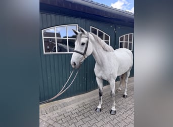 Caballo de Holstein, Yegua, 6 años, 168 cm, Tordo
