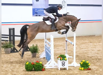 Caballo de Holstein, Yegua, 6 años, 170 cm, Castaño