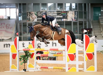 Caballo de Holstein, Yegua, 6 años, 170 cm, Castaño