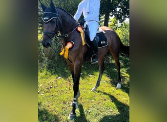 Caballo de Holstein, Yegua, 6 años, 170 cm, Castaño