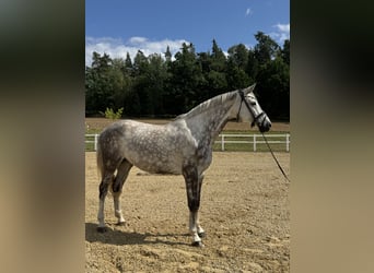 Caballo de Holstein, Yegua, 6 años, 170 cm, Tordo
