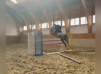 Caballo de Holstein, Yegua, 6 años, 170 cm, Tordo rodado
