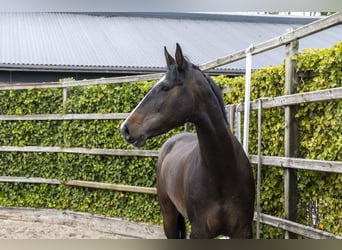 Caballo de Holstein, Yegua, 6 años, 171 cm, Castaño oscuro