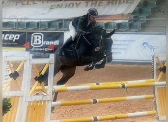 Caballo de Holstein, Yegua, 6 años, 171 cm, Negro