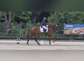 Caballo de Holstein, Yegua, 6 años, 172 cm, Alazán