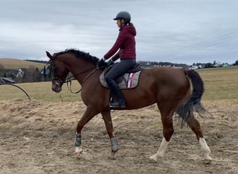 Caballo de Holstein, Yegua, 6 años, 172 cm, Alazán-tostado