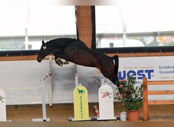Caballo de Holstein, Yegua, 6 años, 172 cm, Castaño oscuro