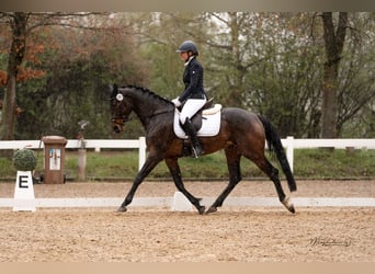 Caballo de Holstein, Yegua, 6 años, 172 cm, Castaño oscuro