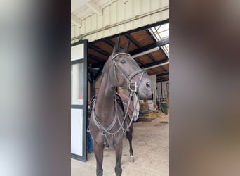 Caballo de Holstein, Yegua, 6 años, 172 cm, Negro