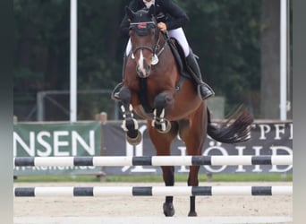 Caballo de Holstein, Yegua, 6 años, 174 cm, Castaño