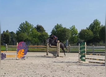 Caballo de Holstein, Yegua, 6 años, 178 cm, Tordo rodado