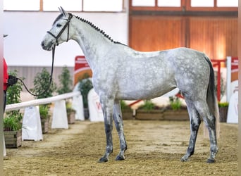 Caballo de Holstein, Yegua, 6 años