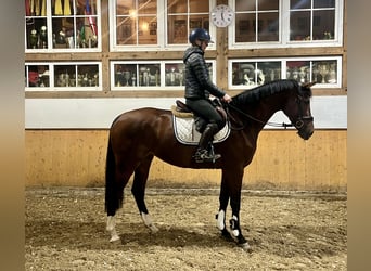 Caballo de Holstein, Yegua, 6 años, Castaño