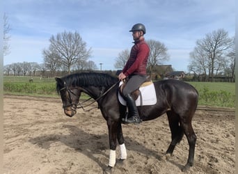 Caballo de Holstein, Yegua, 6 años, Castaño oscuro