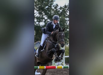 Caballo de Holstein, Yegua, 6 años, Castaño oscuro