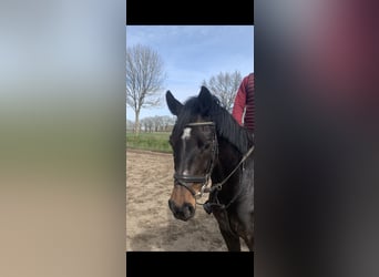 Caballo de Holstein, Yegua, 6 años, Castaño oscuro