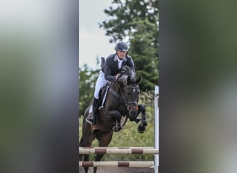 Caballo de Holstein, Yegua, 6 años, Castaño oscuro