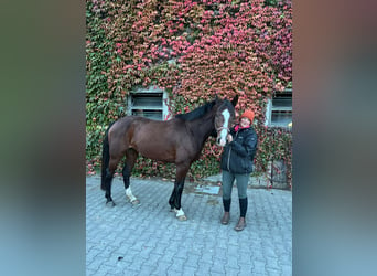 Caballo de Holstein, Yegua, 7 años, 160 cm, Castaño