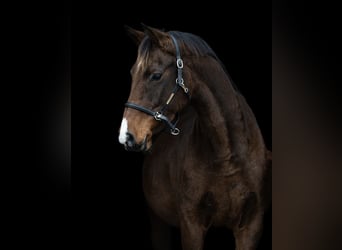 Caballo de Holstein, Yegua, 7 años, 163 cm, Castaño